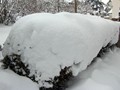 Eine hohe Schneehaube umhüllt eine Heckenreihe
